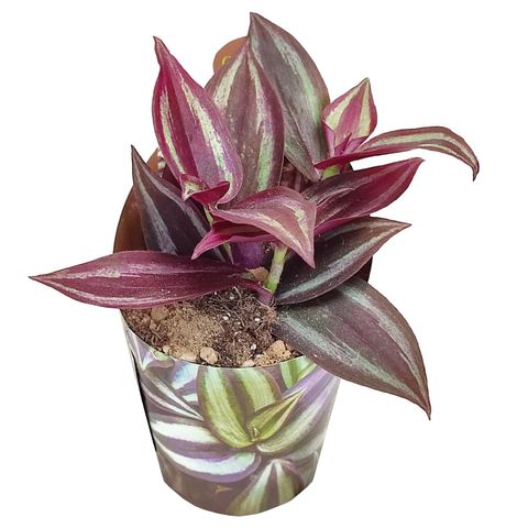 Tradescantia 'Purple Passion'