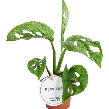 Monstera adansonii MINT