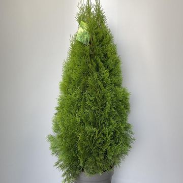 Thuja occidentalis 'Smaragd'