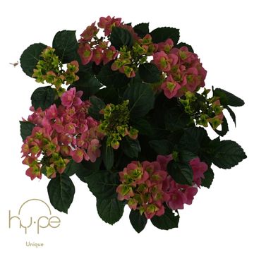 Hydrangea macrophylla 'Double Dutch Pink'