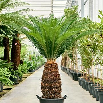 Cycas revoluta