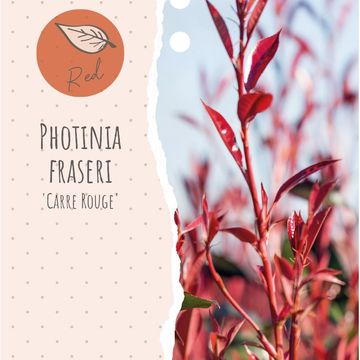 Photinia x fraseri CARRÉ ROUGE