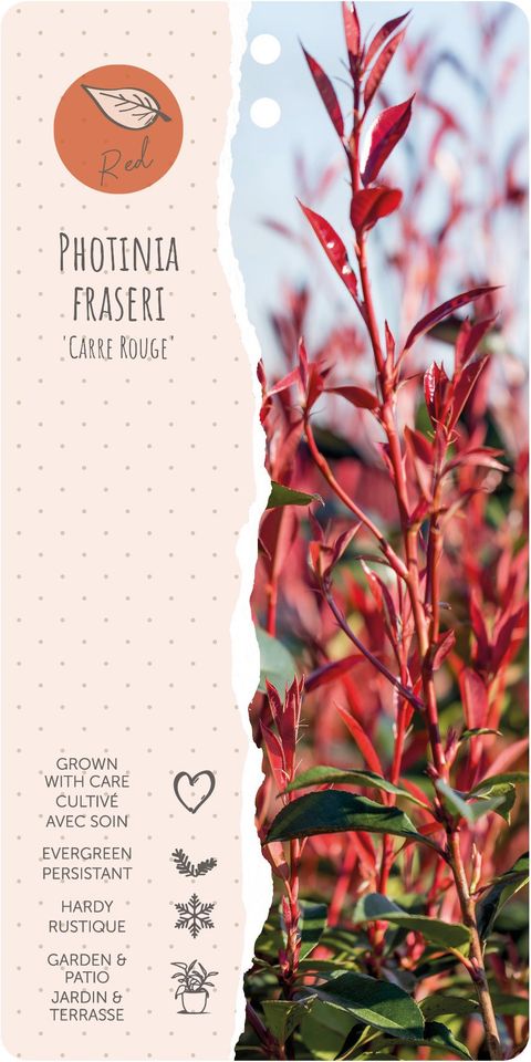 Photinia x fraseri CARRÉ ROUGE