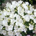 Campanula carpatica THORPEDO WHITE BALL