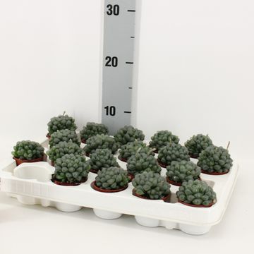 Haworthia cooperi MIX