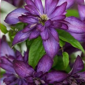 Clematis GLORIOUS DAY (Vt)