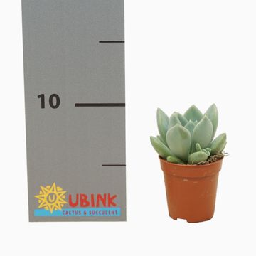 Pachyphytum 'Corvus'