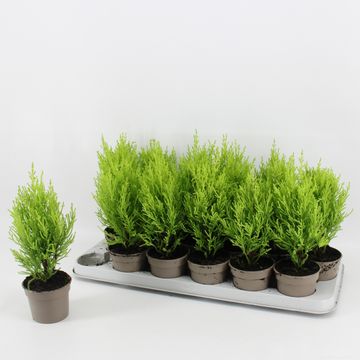 Cupressus macrocarpa 'Goldcrest Wilma'