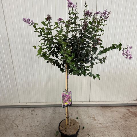 Syringa BLOOMERANG DARK PURPLE