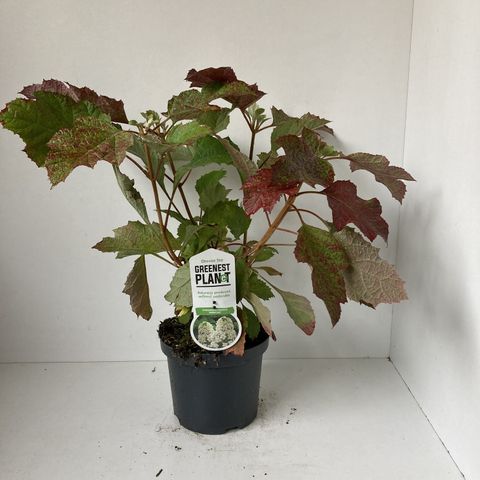 Hydrangea quercifolia SNOWFLAKE