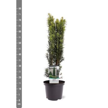 Taxus baccata 'Fastigiata Robusta'