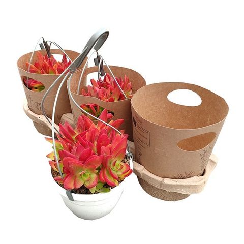 Crassula capitella 'Campfire'