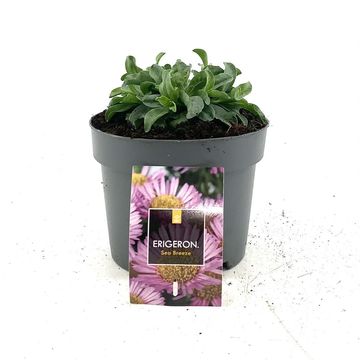 Erigeron glaucus 'Sea Breeze'