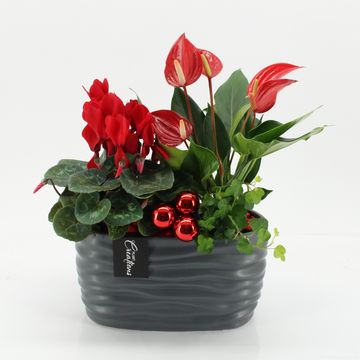 Arrangement Christmas