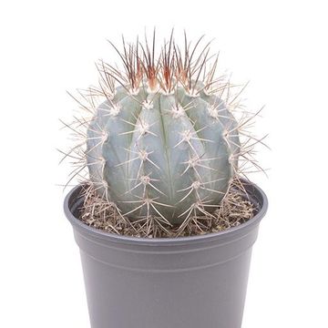 Melocactus azureus