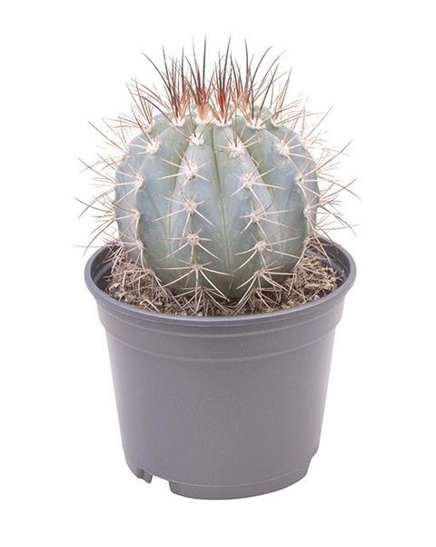 Melocactus azureus