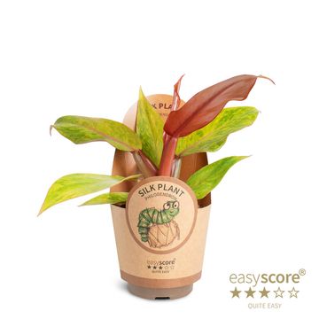 Filodendro 'Orange Marmalade'