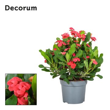 Euphorbia 'Vulcanus'