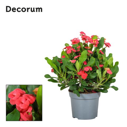Euphorbia 'Vulcanus'
