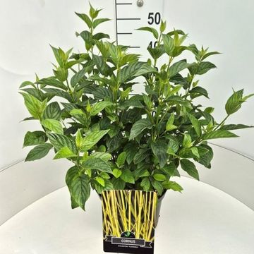 Cornus sericea 'Flaviramea'