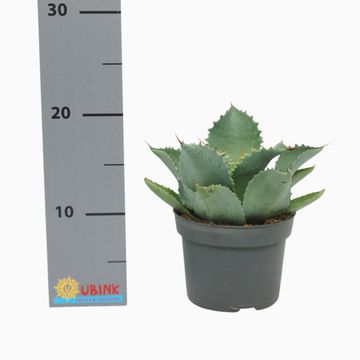 Agave potatorum