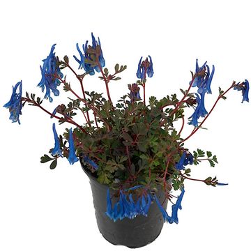 Corydalis 'Blue Heron'