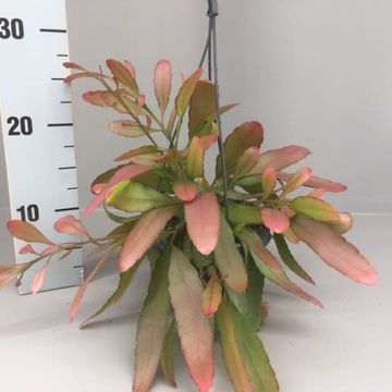 Rhipsalis ramulosa 'Red Coral'