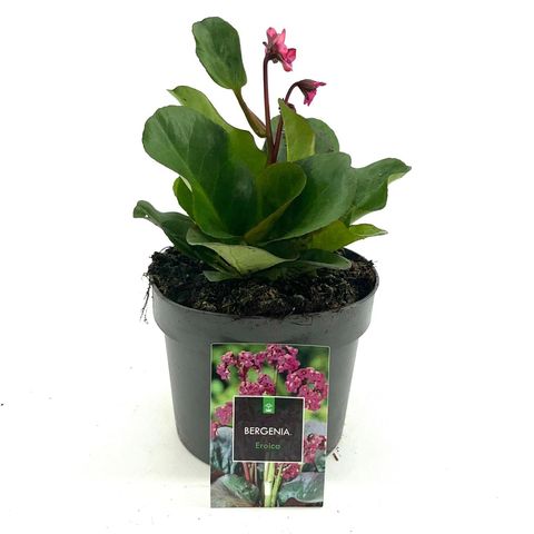 Bergenia cordifolia 'Eroica'