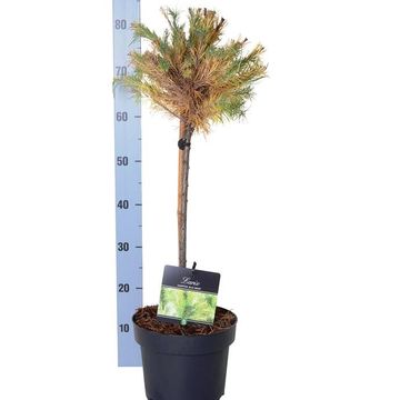 Larix kaempferi 'Blue Dwarf'