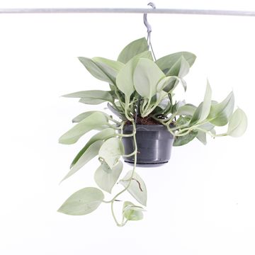 Scindapsus treubii 'Moonlight'