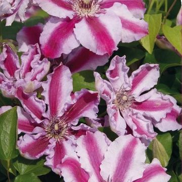 Clematis 'Tudor' (EL)