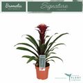 Guzmania 'Francesca'