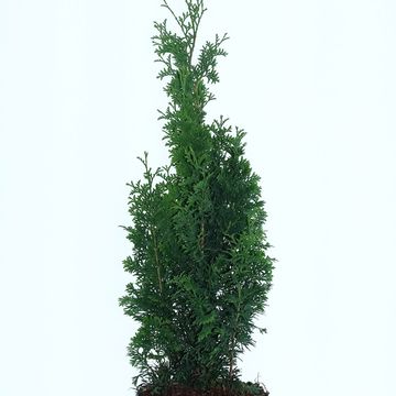 Thuja occidentalis 'Degroot's Spire'