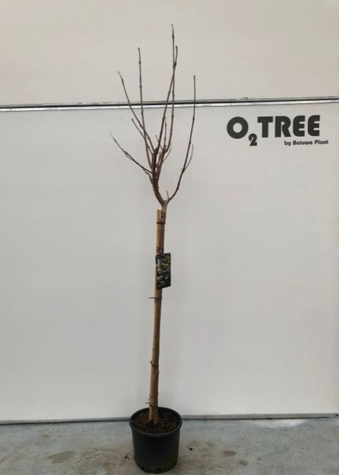 Catalpa x erubescens 'Purpurea'