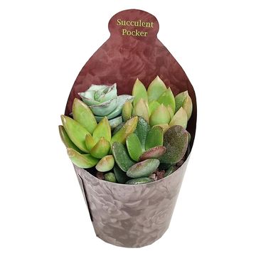 Succulents MIX