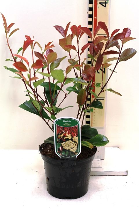 Photinia x fraseri 'Red Robin'