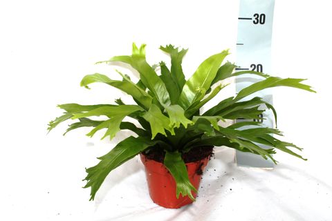 Asplenium nidus 'Crissie'