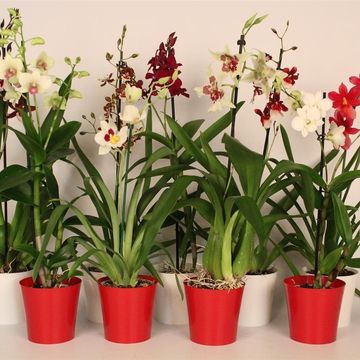 Orchideen MIX