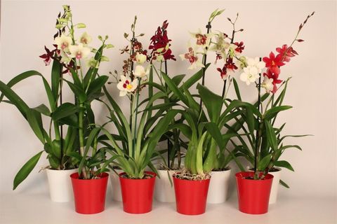 Orkidéer MIX