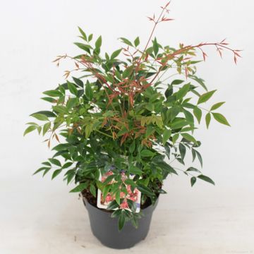 Nandina domestica 'Gulf Stream'