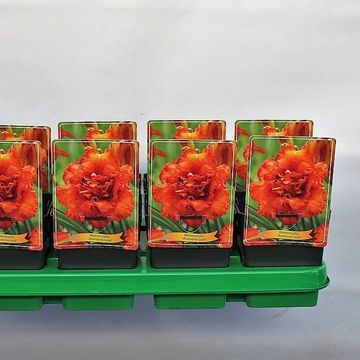 Hemerocallis 'Awesome Luck'