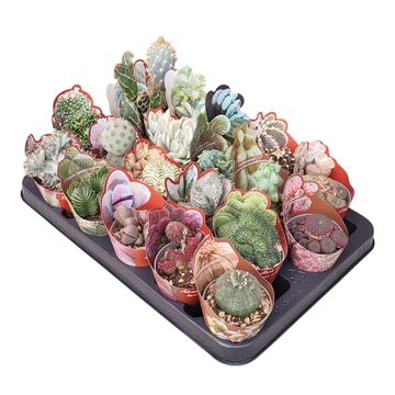 Cactus / Succulents MIX