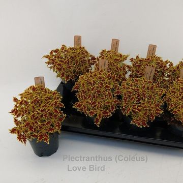 Plectranthus 'Lovebird'