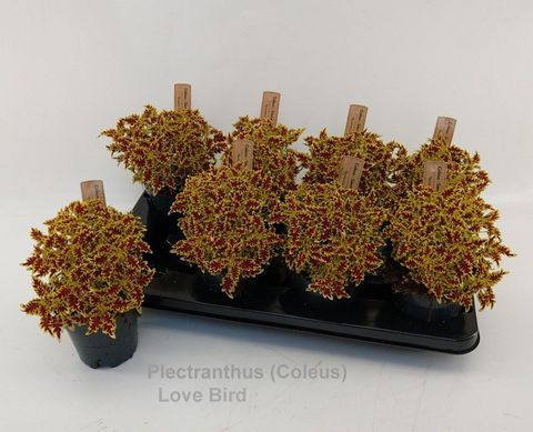 Plectranthus 'Lovebird'