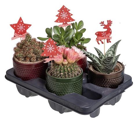 Composizione Cactus / Succulent