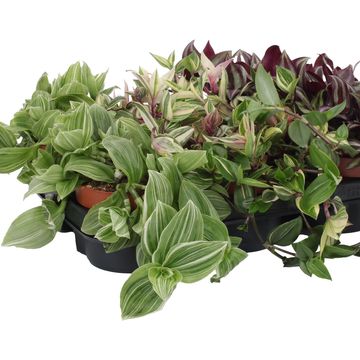 Tradescantia MIX