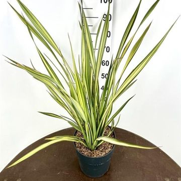 Phormium 'Apricot Queen'