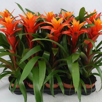 Guzmania 'Variada'