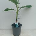 Musa acuminata × balbisiana 'Blue Java'