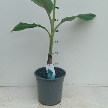Musa acuminata × balbisiana 'Blue Java'